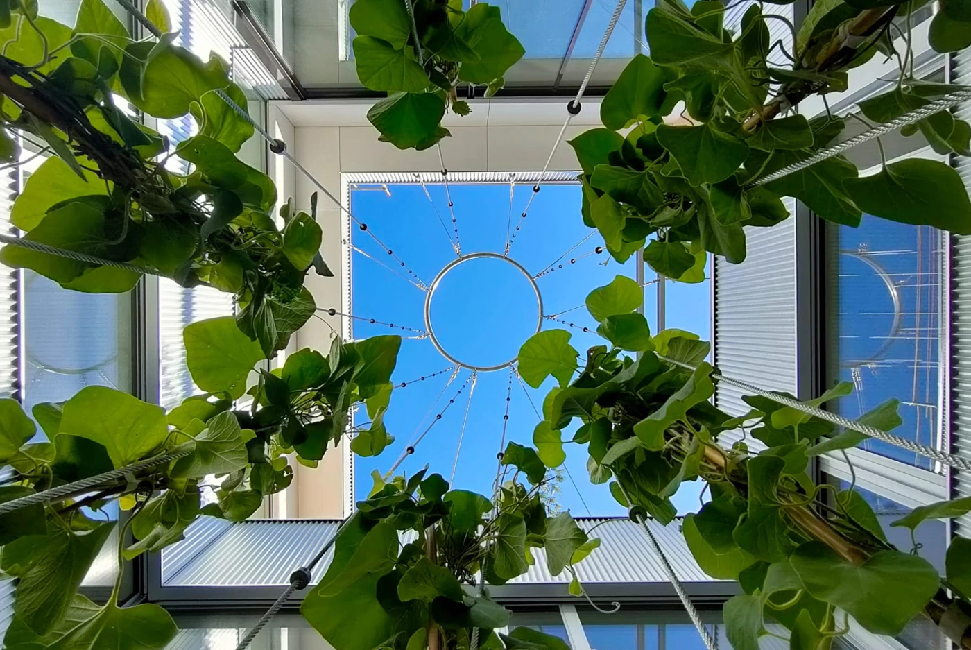 Landschaftsarchitektur Headoffice Netcloud, Oberohringen